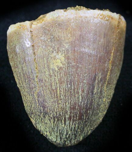 Cretaceous Fossil Crocodile Tooth - Morocco #26317
